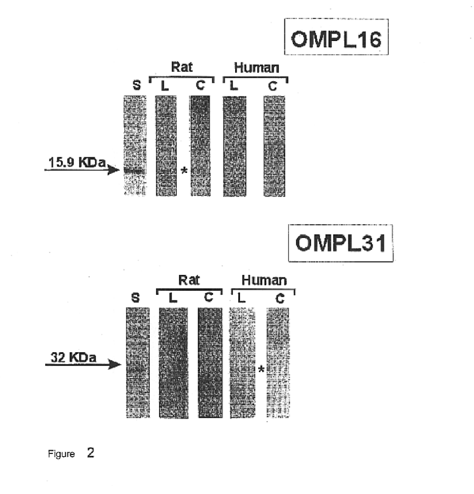 Surface proteins of Leptospira