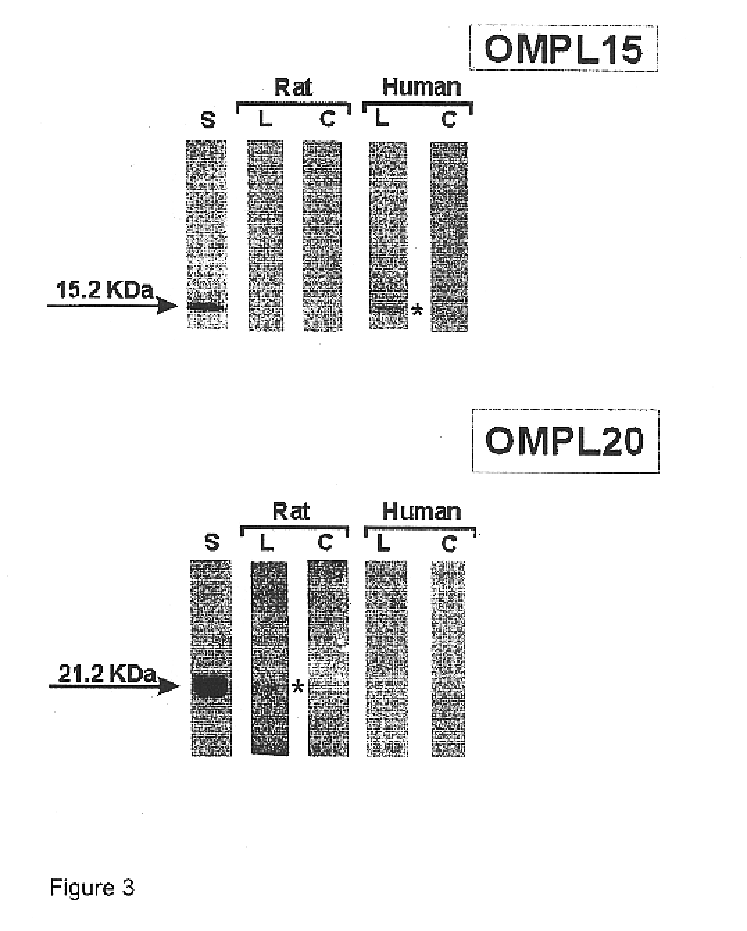 Surface proteins of Leptospira