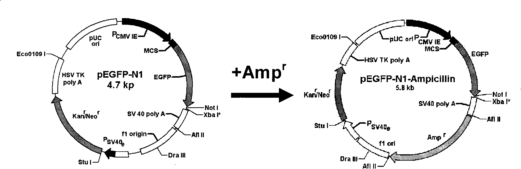 Construction method and application of two-color fluorescence report carrier