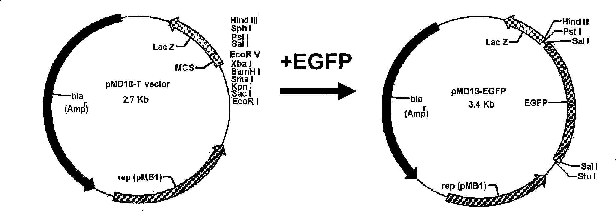 Construction method and application of two-color fluorescence report carrier