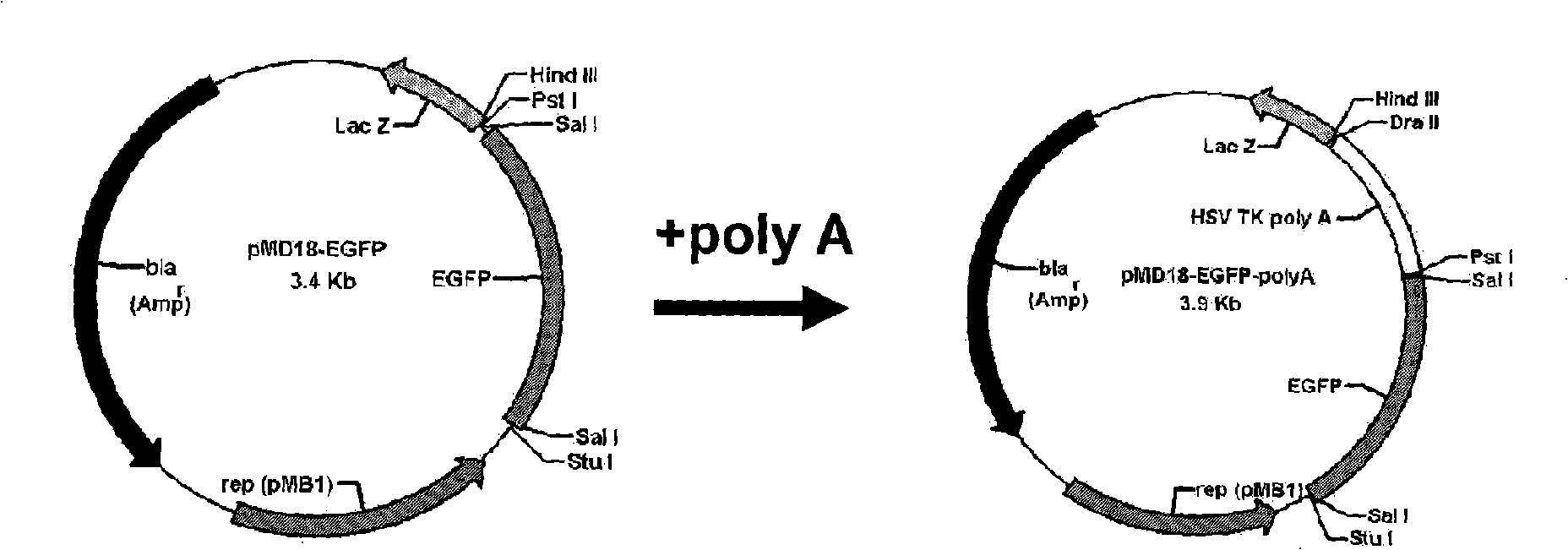 Construction method and application of two-color fluorescence report carrier