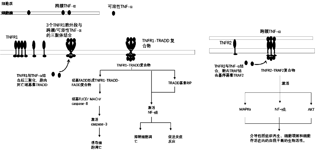 Aptamer specifically combined with TNF-R1 as well as screening method and application of aptamer