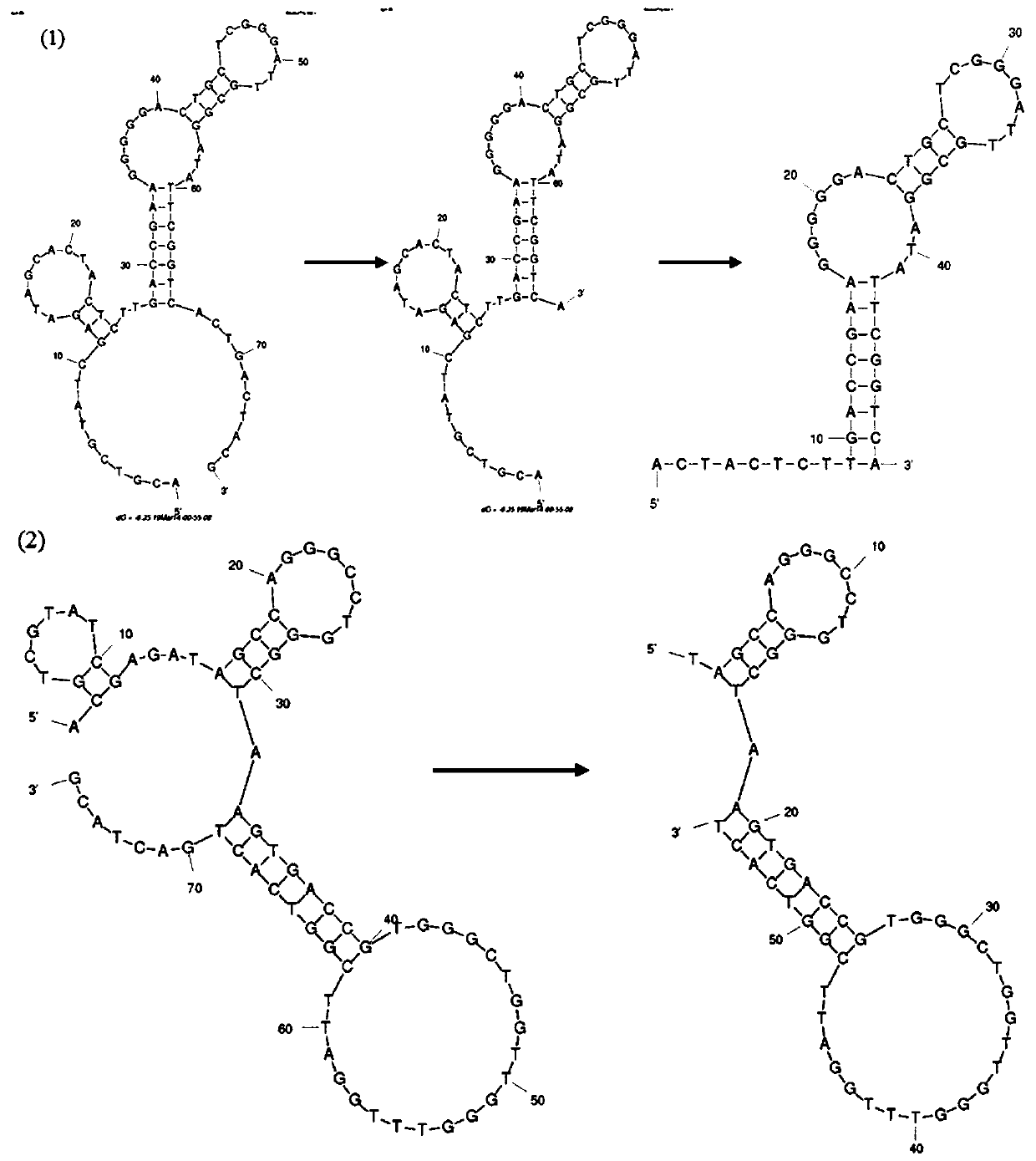 Aptamer specifically combined with TNF-R1 as well as screening method and application of aptamer