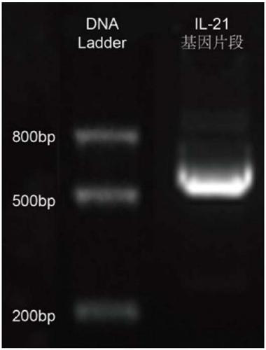 Recombinant mesenchymal stem cell and application thereof