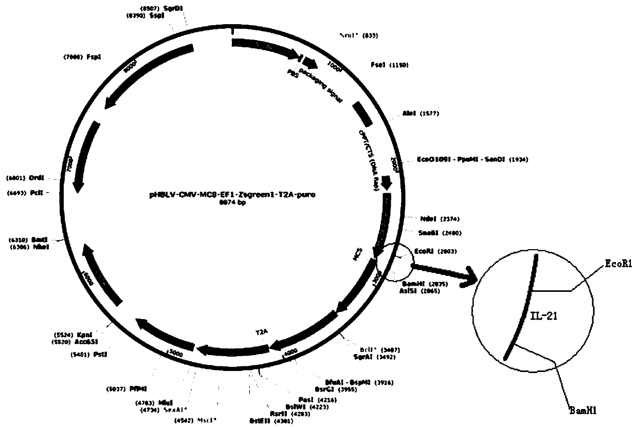 Recombinant mesenchymal stem cell and application thereof