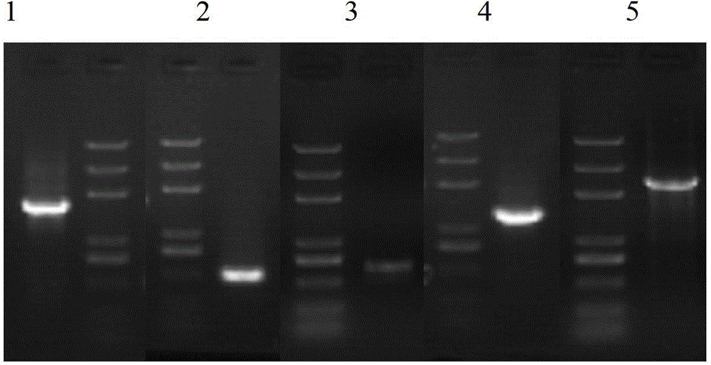 HPV16L1-h protein and coding gene and application thereof