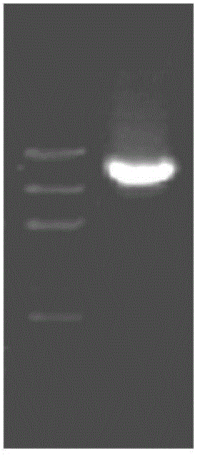 HPV16L1-h protein and coding gene and application thereof