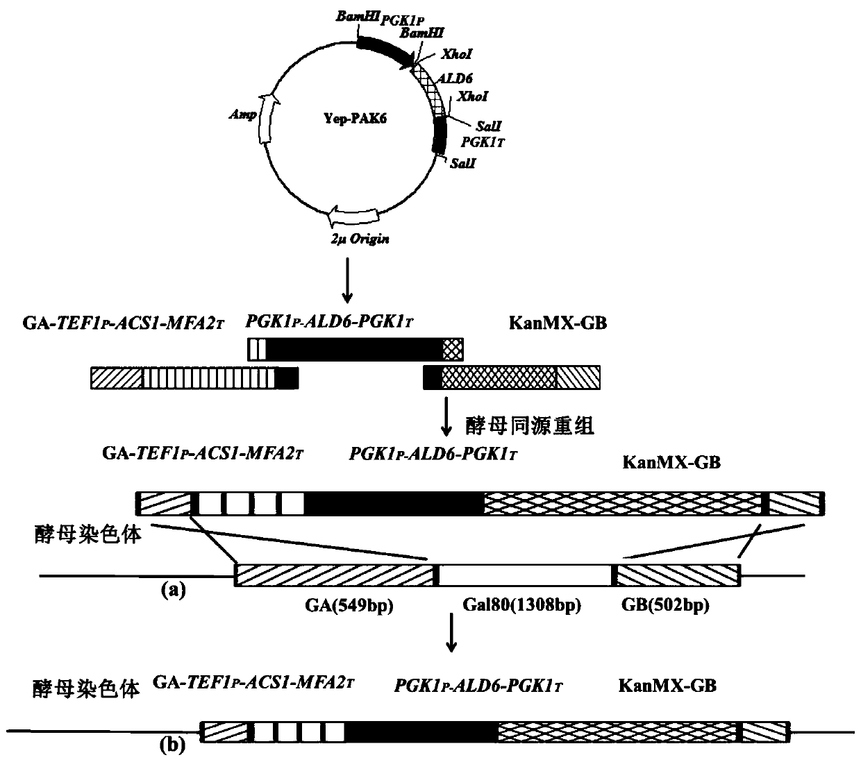 Saccharomyces cerevisiae highly producing C6-C10 ethyl esters and construction method and purpose of saccharomyces cerevisiae