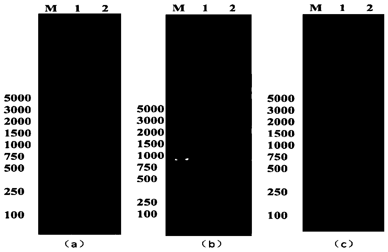 Saccharomyces cerevisiae highly producing C6-C10 ethyl esters and construction method and purpose of saccharomyces cerevisiae