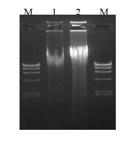 Method for extracting high-molecular-weight genome from animal feces