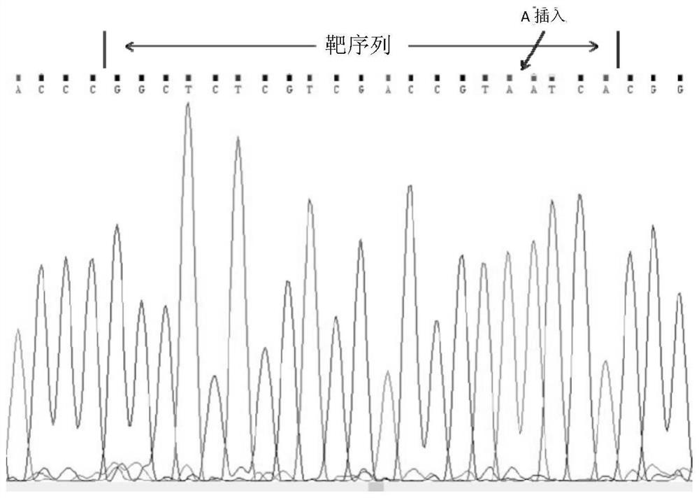 Application of rice transcription factor gene osbear1 in cultivating rice varieties with coleoptile growth or suitable for field direct seeding