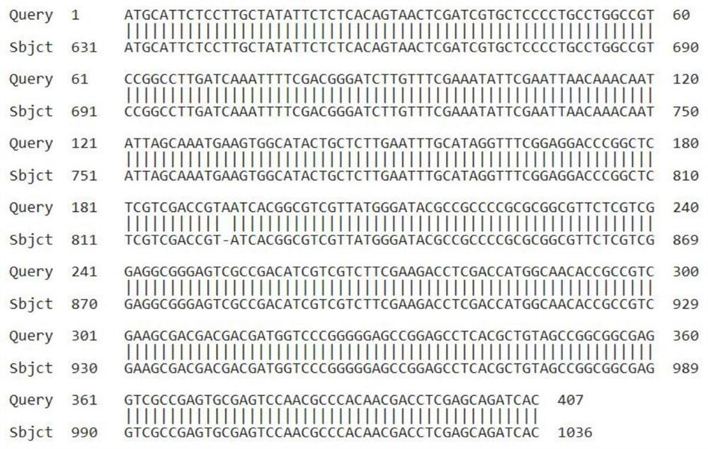 Application of rice transcription factor gene osbear1 in cultivating rice varieties with coleoptile growth or suitable for field direct seeding