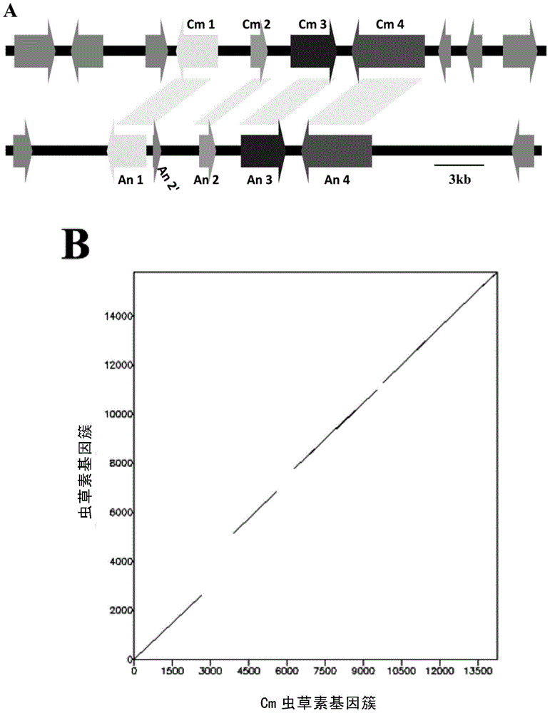 Identification and application of synthesis gene cluster of cordycepin