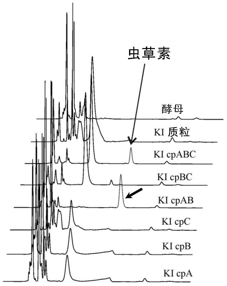 Identification and application of synthesis gene cluster of cordycepin