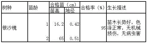 Seedling growing method for ammodendron argenteum