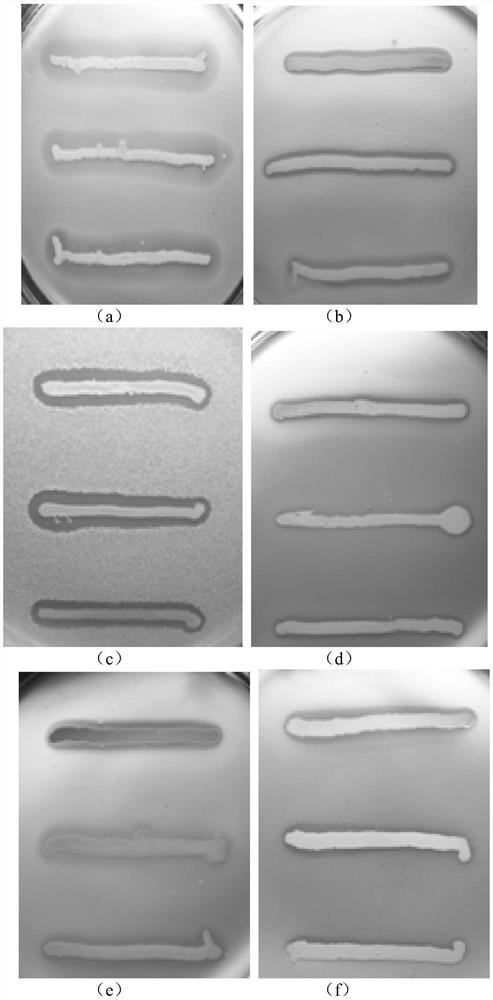 A kind of Brevibacillus sporogenes strain s62-9 and its use