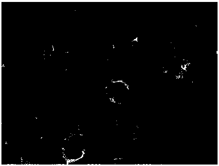 A kind of PVDF coated lithium-ion battery diaphragm and preparation method thereof