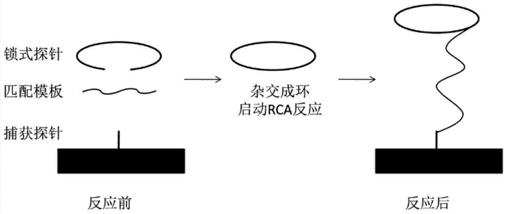 Rolling circle amplification-terahertz metamaterial biosensor for parallel detection of multiple pathogenic bacteria and its detection method