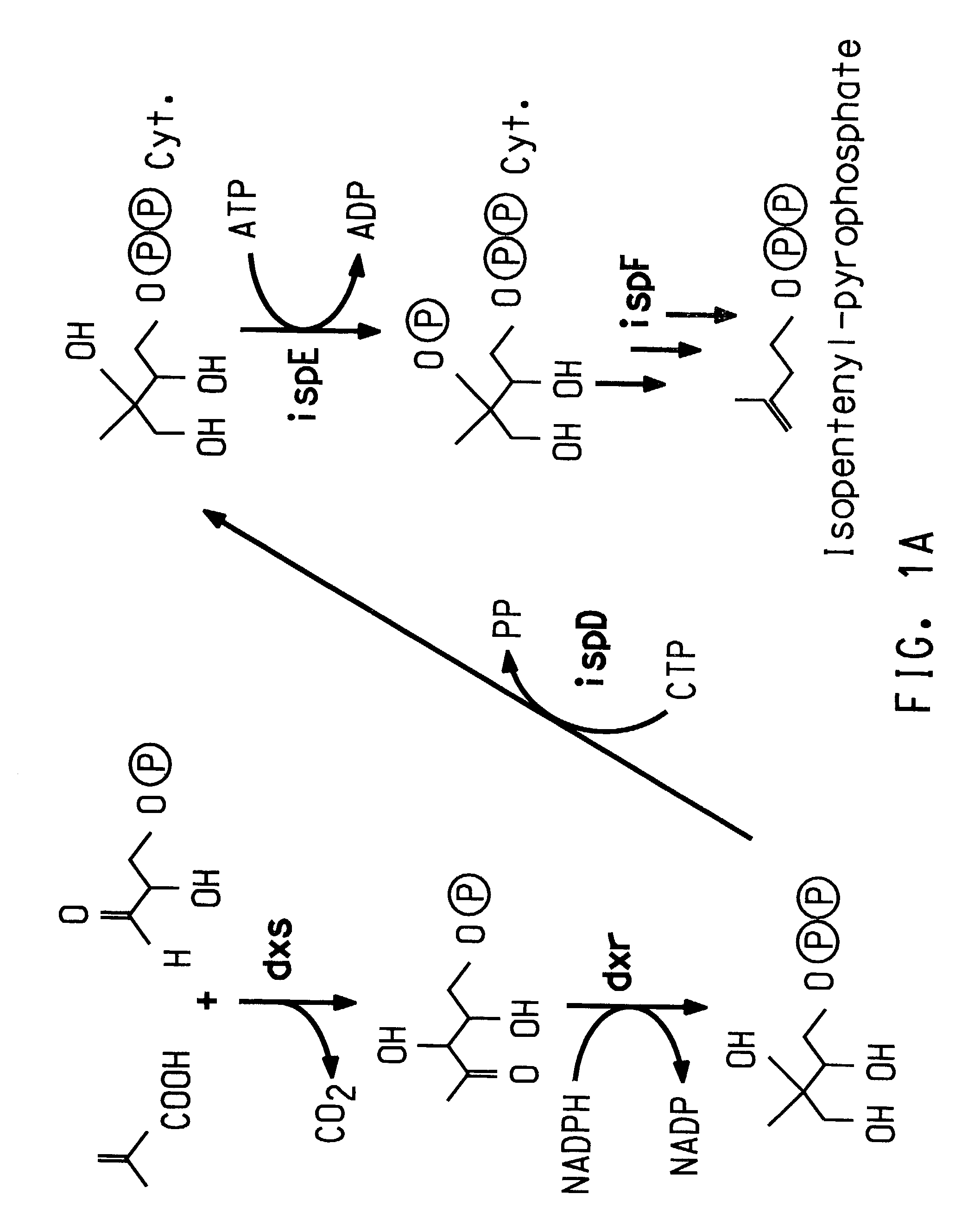 Genes involved in isoprenoid compound production