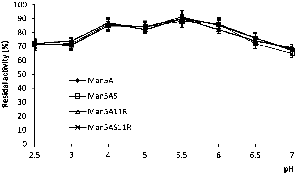 Beta-mannase mutant Man5AS11R with improved heat resistance and specific activity and encoding gene thereof