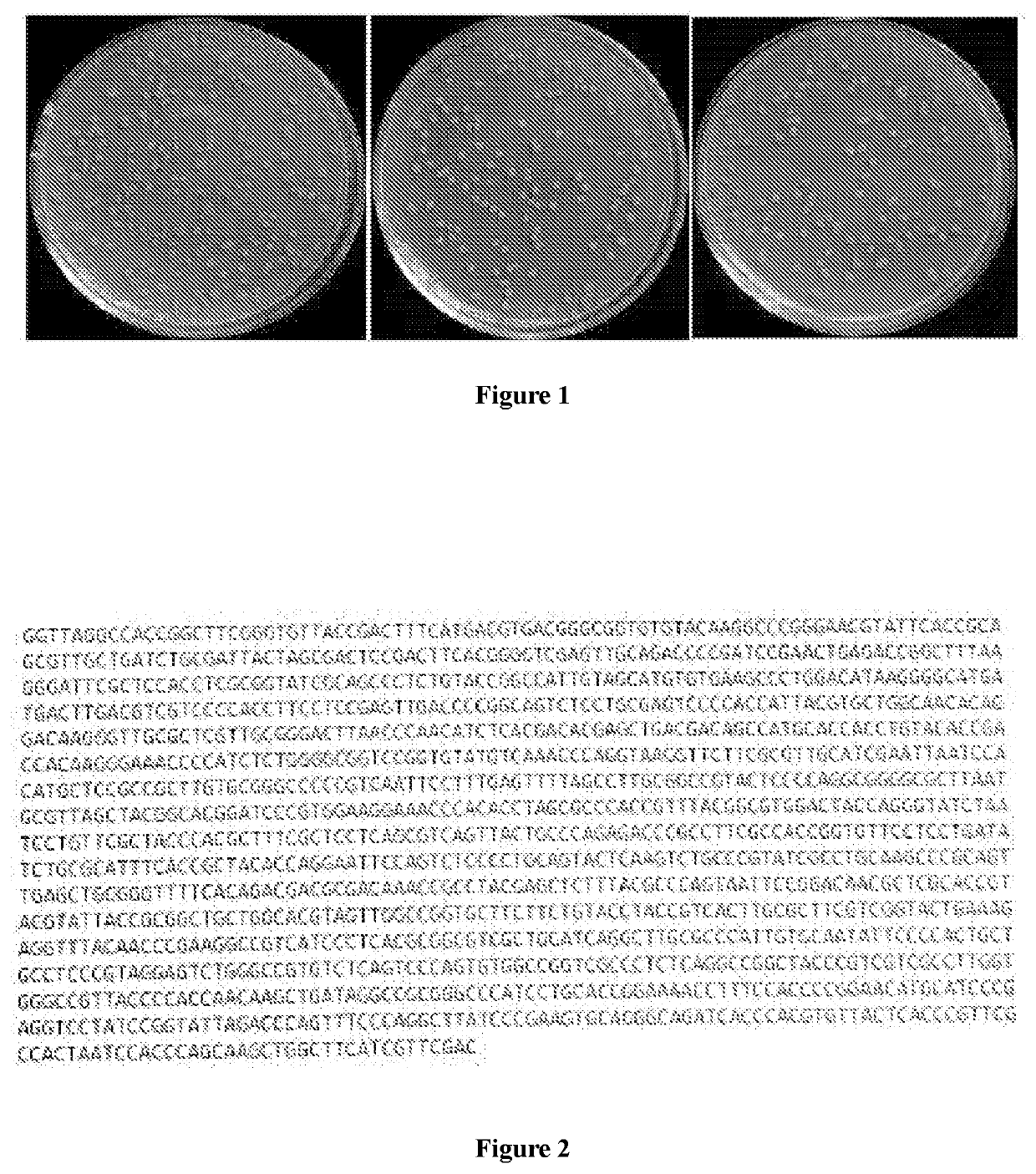 Product derived from rhodococcus ruber, and pharmaceutical use thereof