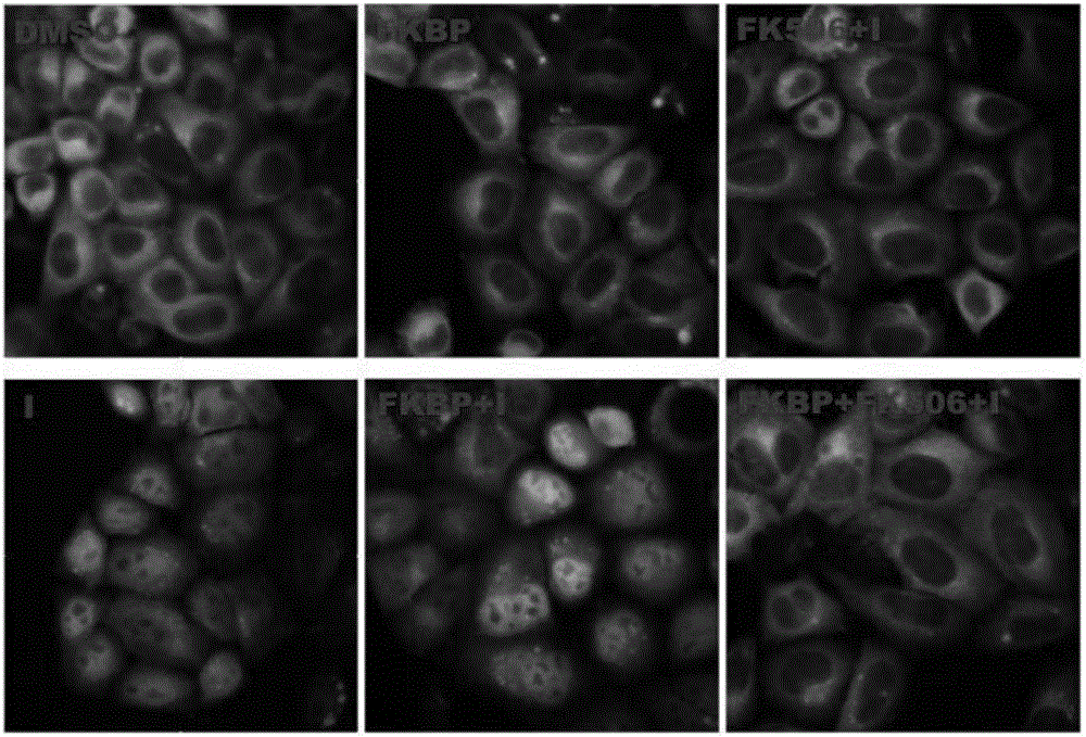 FK506 compound/FKBP protein dimer containing pharmaceutical composition and preparation method thereof