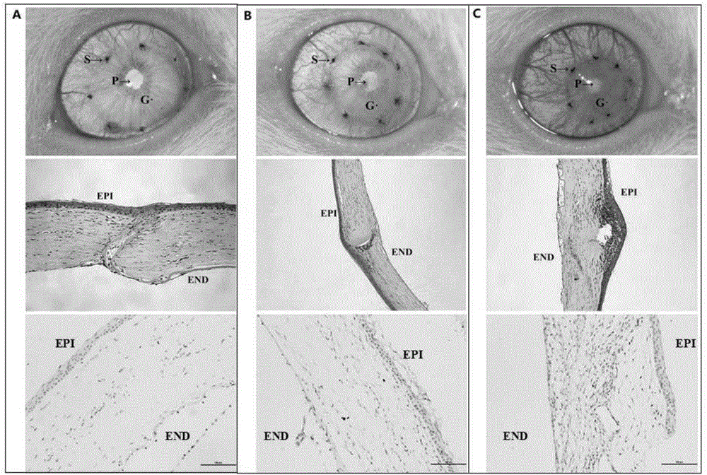 FK506 compound/FKBP protein dimer containing pharmaceutical composition and preparation method thereof