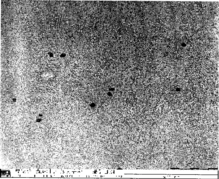 Curcumin lipid carrier and preparation method thereof