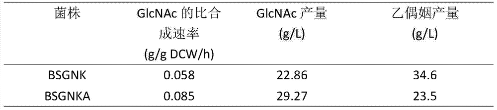 A method for knocking out PCKA to promote the synthesis of acetylglucosamine by Bacillus subtilis