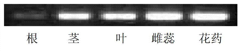 Plant adversity-resistant related protein TaMYB30, coding gene and application thereof