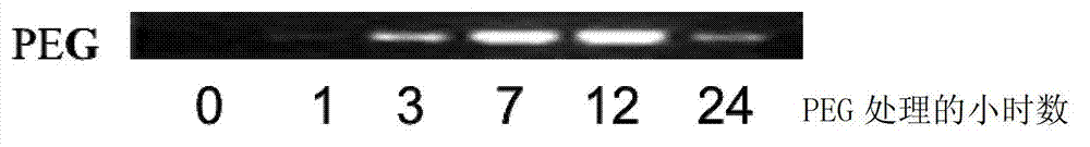 Plant adversity-resistant related protein TaMYB30, coding gene and application thereof