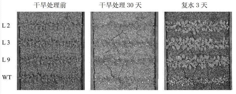 Plant adversity-resistant related protein TaMYB30, coding gene and application thereof