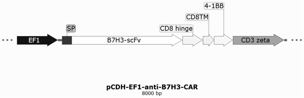 Anti-B7H3 chimeric antigen receptor and application thereof