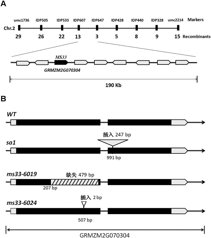 Gene MS33 related to maize male nuclear sterility and application thereof in cross breeding