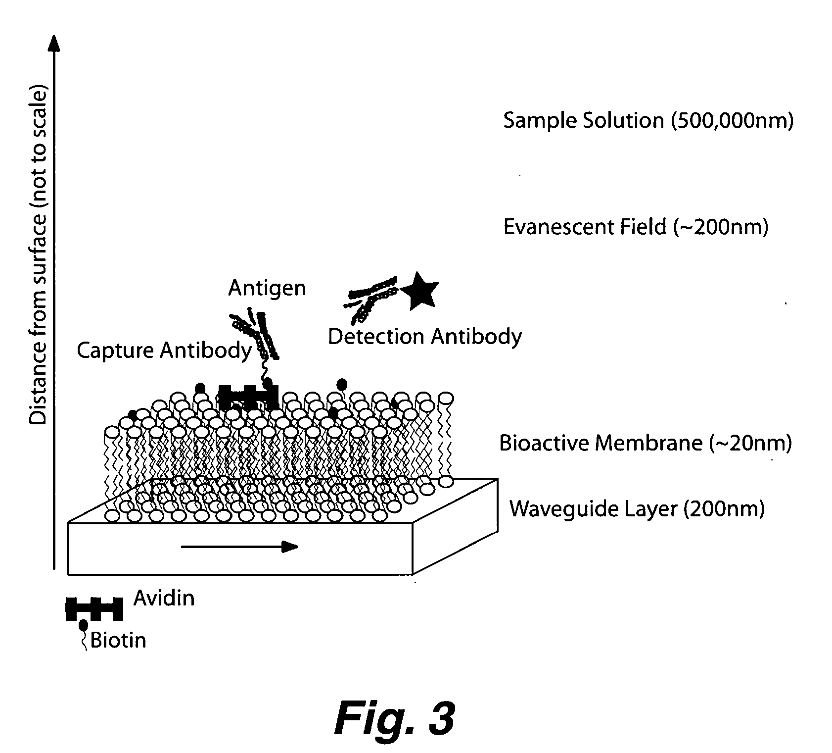 Planar optical waveguide based sandwich assay sensors and processes for the detection of biological targets including protein markers, pathogens and cellular debris