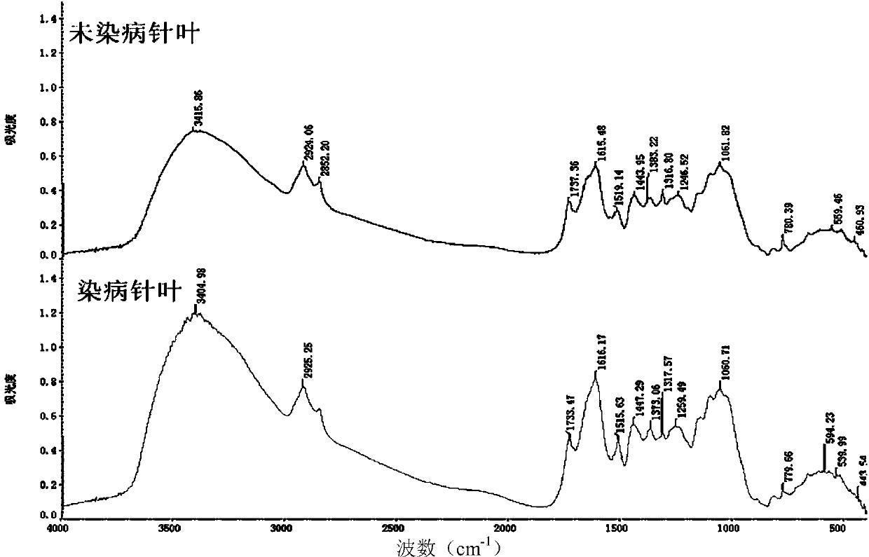 Method for identifying infection condition of gall disease of cryptomeria fortunei