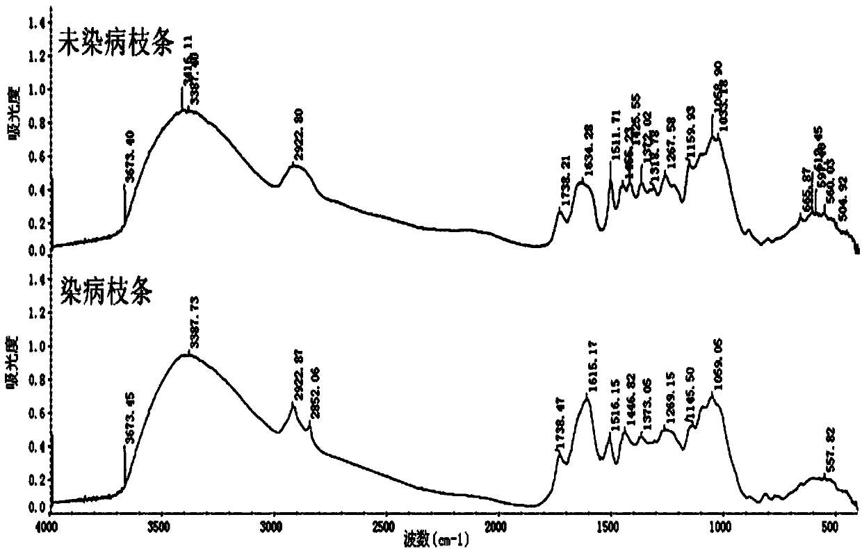 Method for identifying infection condition of gall disease of cryptomeria fortunei