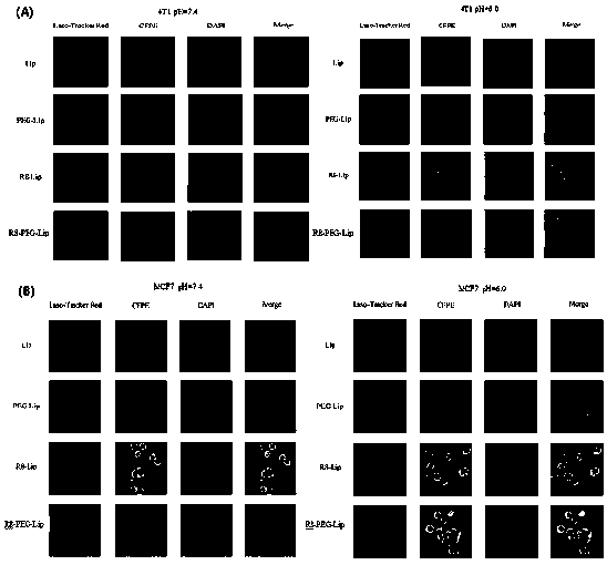 Biotin and cell-penetrating peptide co-mediated breast cancer targeted intelligent liposome material