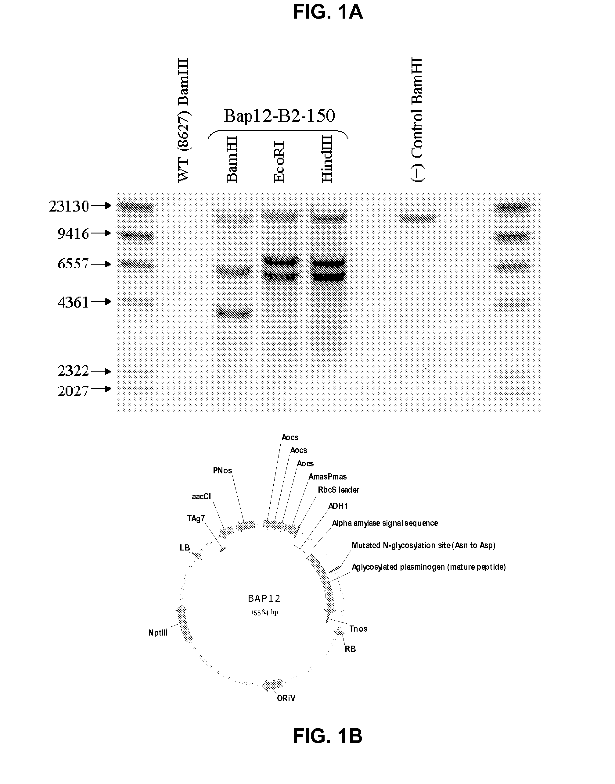 Compositions and methods for production of aglycosylated plasminogen