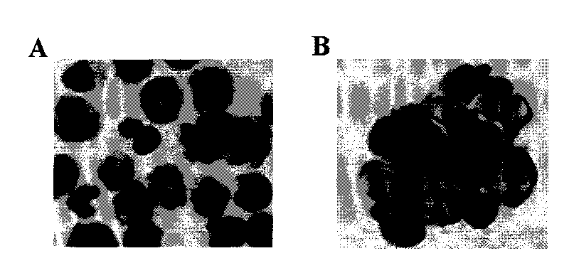 Method for preparing monocyte type stem cell and application