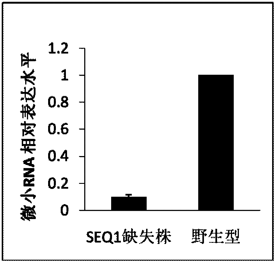 Micro ribonucleic acid (RNA), and use of precursor and antisense nucleic acid thereof in regulation of catalase activity