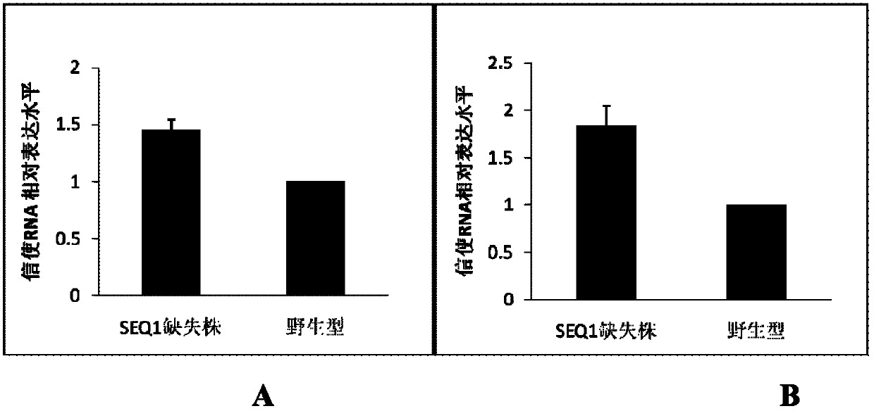 Micro ribonucleic acid (RNA), and use of precursor and antisense nucleic acid thereof in regulation of catalase activity