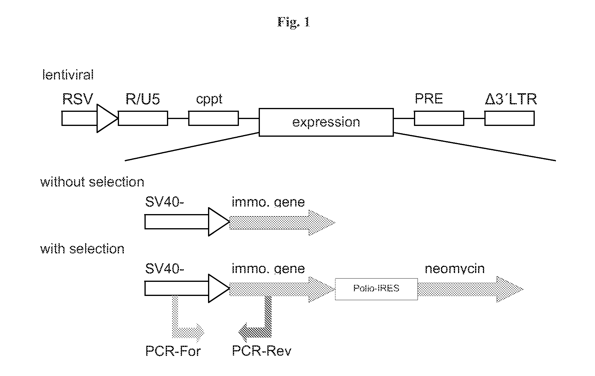 Methods and vectors for cell immortalisation