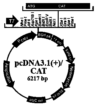 Construction method of rhil-12 expression system in cho cells