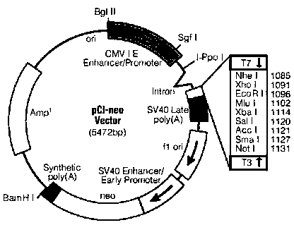 Construction method of rhil-12 expression system in cho cells