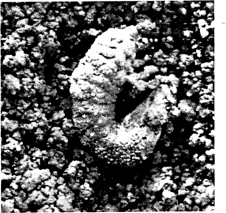 Strain with high destruxins yield and application thereof