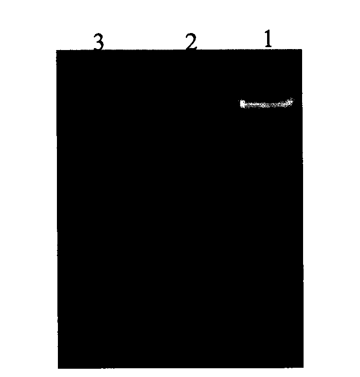 Manually-combined Newcastle diseases virus F gene and recombining expression vector and application thereof