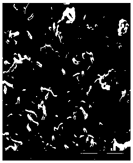 Preparation method of solvent resistant composite nanofiltration membrane