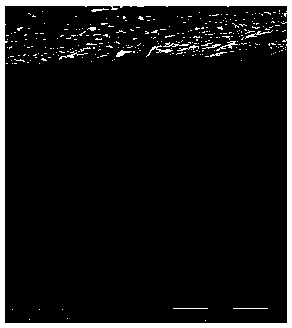 Preparation method of solvent resistant composite nanofiltration membrane