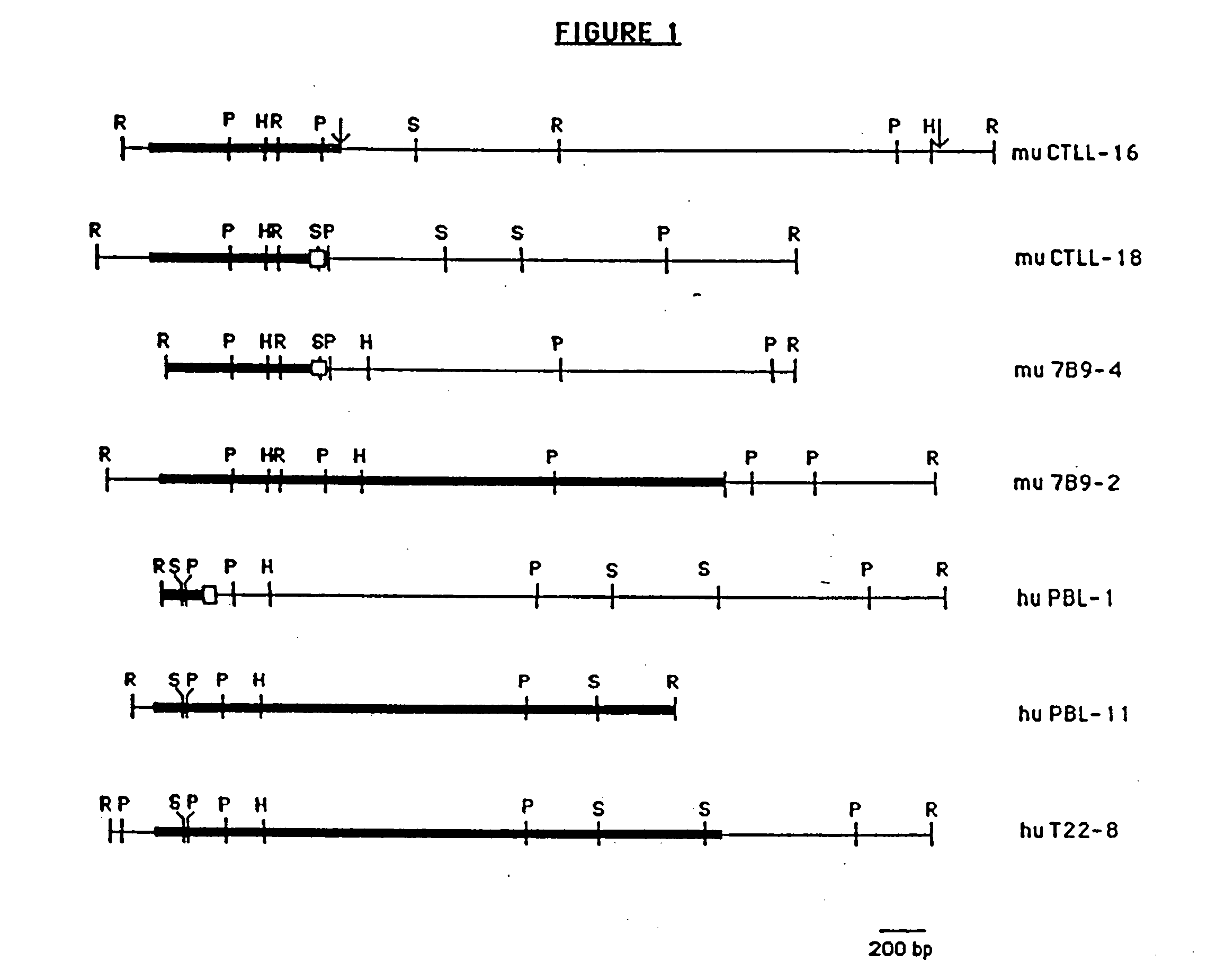 Antibodies to interleukin-4 receptors and uses thereof